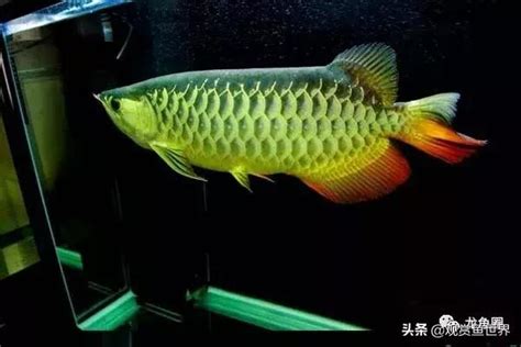 龍魚水溫|養龍魚常見的問題，新手養龍問題專區。魚缸尺寸？養龍水溫？如。